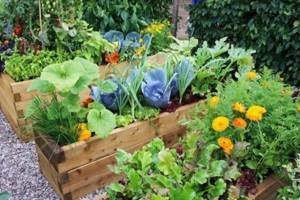 (60 photos) How to properly make a decorative vegetable garden 40 photos