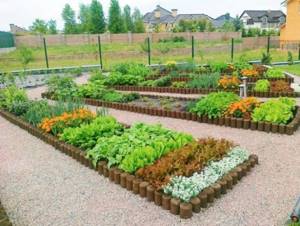 (60 photos) How to properly make a decorative vegetable garden 40 photos