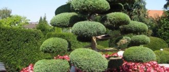 (70 photos) Decorative trees for the garden