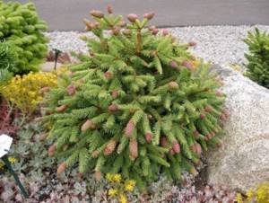 (85 photos) The best coniferous plants for the garden