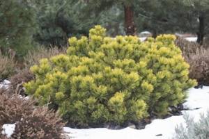 (85 photos) The best coniferous plants for the garden
