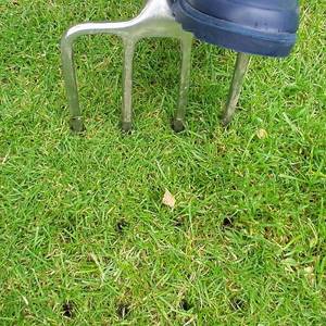 Aerating the lawn with a pitchfork