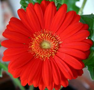 «Африканская ромашка» или цветок гербера: какие есть виды и сорта, как выглядит растение?