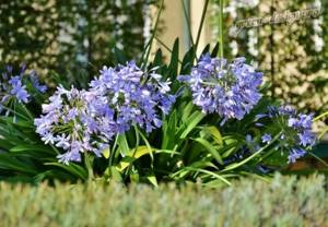 Agapanthus (African lily)