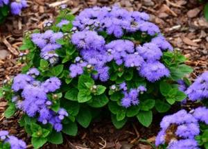 Ageratum