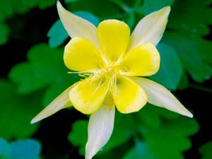 Аквилегия золотистоцветковая / Aquilegia chrysantha