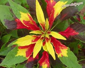 Tricolor amaranth (Amaranthus tricolor)