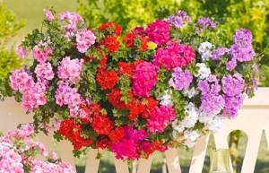 Ampelous flowers for flowerpots: what to choose