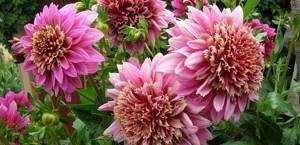 Anemoid dahlias