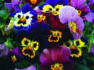 Pansies