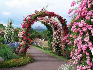 An arch is a multifunctional structure in garden design, serving as a passage from one area of ​​the garden to another. Several arches arranged in a row form a blooming, luxurious arcade.