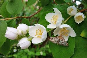 ароматное цветение чубушника венечного