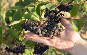 Арония-черноплодная-ягода-Описание-особенности-сорта-и-выращивание-аронии-13