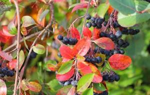 Арония-черноплодная-ягода-Описание-особенности-сорта-и-выращивание-аронии-2