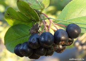 Арония-черноплодная-ягода-Описание-особенности-сорта-и-выращивание-аронии-22
