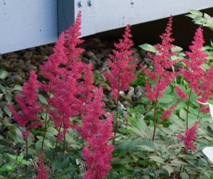 astilbe colors