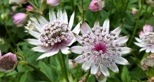 astrantia large planting and care