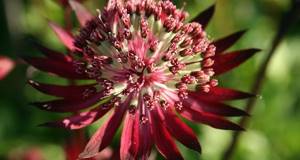 astrantia greatest herbaceous plants for open ground