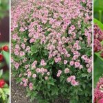 astrantia varieties and types photo with name
