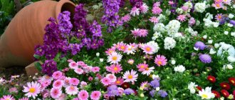 Asters on the site in combination with other plants and flowers