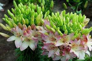 Asian varieties of lilies with names