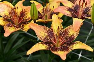 Asian varieties of lilies with names