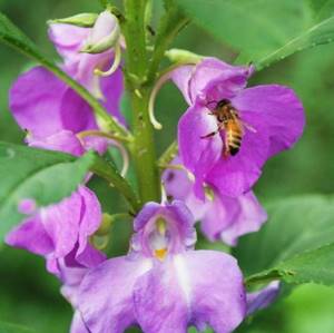 Impatiens: cultivation and care
