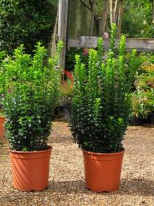 Japanese euonymus: planting, care, features and reproduction