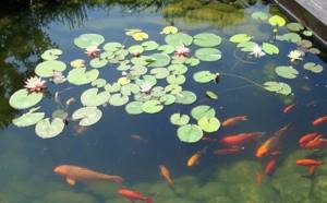 Biological method of pond cleaning