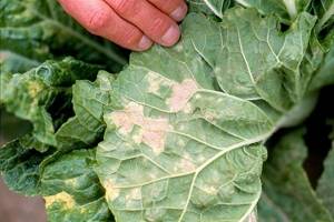 Diseases of ornamental cabbage