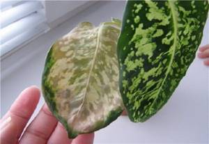 Dieffenbachia diseases associated with care