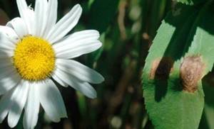 garden chamomile diseases