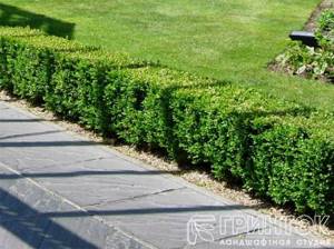 A border of bushes separating the path from the lawn