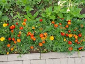 Border flowers: marigolds