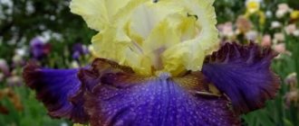 Bearded irises