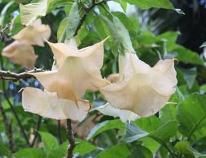 Brugmansia: planting and care at home, feeding, reproduction