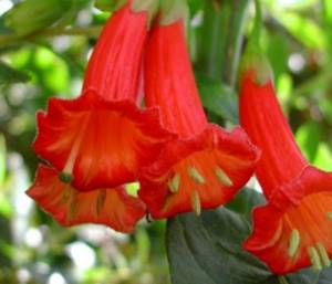 Brugmansia: planting and care at home, feeding, reproduction