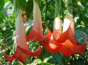 Brugmansia cannot be called a garden plant, since in the middle zone it can grow outdoors only in the summer