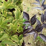 Black elderberry - leaves