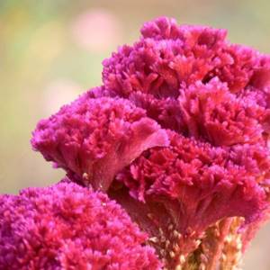 Celosia: how to grow and combine correctly with other plants
