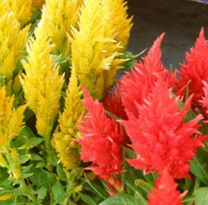 Celosia: how to grow and combine correctly with other plants