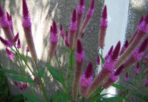 Celosia spicata - cultivated much less frequently