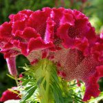 Celosia translated from Greek means “fire flower”