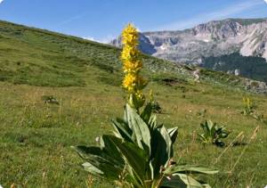 Most often, yellow gentian is used as a medicinal plant.