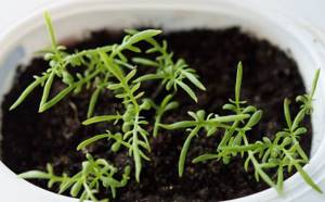 Most often, garden chamomile seeds are used for growing seedlings.