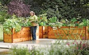 How to fence garden beds at your dacha cheaply. We make fences around the beds from various materials 