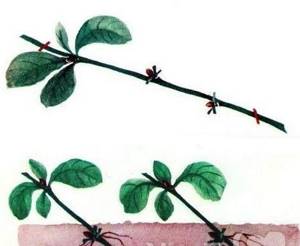 Serviceberry cuttings