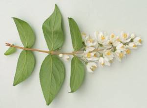 Oriental beauty cuttings for propagation should be prepared in June-July