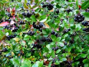 Черноплодная рябина - выращивание и полезные свойства чёрного жемчуга аронии