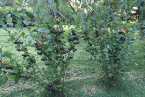 Черноплодная рябина - выращивание и полезные свойства чёрного жемчуга аронии